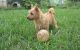 Norwich Terrier Puppies for sale in Detroit, MI, USA. price: NA