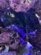 Ocellaris clownfish Fishes