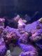 Ocellaris clownfish Fishes