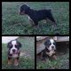Old English Bulldog Puppies for sale in Ocala, FL, USA. price: $2,000