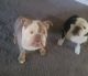 Old English Bulldog Puppies for sale in Jacksonville, FL, USA. price: NA