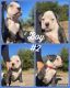 Old English Bulldog Puppies for sale in Oakalla, TX 78608, USA. price: $500