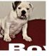 Old English Bulldog Puppies for sale in Little Elm, TX, USA. price: $700