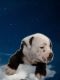 Old English Bulldog Puppies for sale in Cañon City, CO 81212, USA. price: NA
