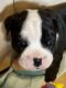 Old English Bulldog Puppies for sale in San Antonio, TX 78254, USA. price: $1,000