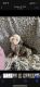 Old English Bulldog Puppies for sale in Denton, TX, USA. price: $10,500