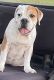 Old English Bulldog Puppies for sale in McIntosh Rd, Thonotosassa, FL 33592, USA. price: $700