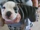 Old English Bulldog Puppies for sale in Corydon, IN 47112, USA. price: $3,000
