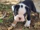 Old English Bulldog Puppies for sale in Riverside, CA, USA. price: $2,000