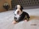 Old English Bulldog Puppies for sale in Port Charlotte, FL, USA. price: NA