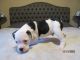 Old English Bulldog Puppies for sale in Port Charlotte, FL, USA. price: $1,000
