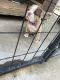 Old English Bulldog Puppies for sale in Los Angeles, California. price: $950