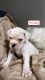 Old English Bulldog Puppies for sale in North Olmsted, Ohio. price: $1,500