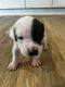 Old English Bulldog Puppies for sale in Holiday, Florida. price: NA