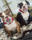Old English Bulldog Puppies for sale in Dunwoody, Georgia. price: $750