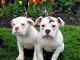 Old English Bulldog Puppies for sale in Round Rock, TX 78664, USA. price: $500