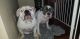 Old English Bulldog Puppies for sale in Round Rock, TX, USA. price: NA