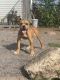 Olde English Bulldogge pup 4 months old