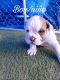 Old English Bulldog Puppies for sale in Franktown, CO 80116, USA. price: NA