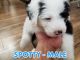 Old English Sheepdog Puppies for sale in Phoenix, AZ, USA. price: NA