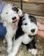 Old English Sheepdog Puppies for sale in Lynwood, CA 90262, USA. price: $1,300