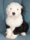 Old English Sheepdog Puppies for sale in Bakersfield, CA, USA. price: $950