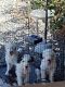 Old English Sheepdog Puppies for sale in CA-18, Victorville, CA, USA. price: $1,200