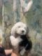 Old English Sheepdog Puppies for sale in Rancho Cucamonga, CA, USA. price: $1,000