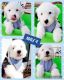 Old English Sheepdog Puppies for sale in Perris, CA, USA. price: $1,400