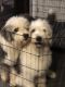 Old English Sheepdog Puppies for sale in Sheridan, CA 95681, USA. price: $1,400