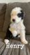 Old English Sheepdog Puppies for sale in Circleville, OH 43113, USA. price: $800