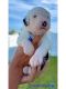 Old English Sheepdog Puppies for sale in Cape Coral, FL, USA. price: $2,800