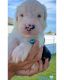 Old English Sheepdog Puppies for sale in Cape Coral, FL, USA. price: $2,800