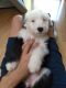 Old English Sheepdog Puppies for sale in Port Orchard, WA, USA. price: $1,000