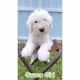 Old English Sheepdog Puppies for sale in Cape Coral, FL, USA. price: $1,500