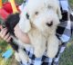 Old English Sheepdog Puppies for sale in Elkton, VA 22827, USA. price: $1,400