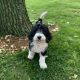 Old English Sheepdog Puppies for sale in Zumbrota, MN 55992, USA. price: $325