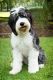 Old English Sheepdog Puppies for sale in Sevier County, TN, USA. price: $800