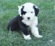Old English Sheepdog Puppies for sale in Aurora, Colorado. price: $650