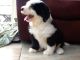 Old English Sheepdog Puppies for sale in New Orleans, Louisiana. price: $400