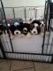 Old English Sheepdog Puppies for sale in Orem, Utah. price: $500