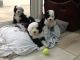 Old English Sheepdog Puppies for sale in Brooklyn, NY, USA. price: NA