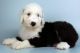 Old English Sheepdog Puppies for sale in 114-34 121st St, Jamaica, NY 11420, USA. price: NA