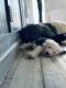 Old English Sheepdog Puppies for sale in Queen Creek, AZ, USA. price: $2,000