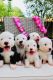 Old English Sheepdog Puppies for sale in Mission Viejo, CA, USA. price: NA