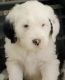 Old English Sheepdog Puppies for sale in Cherry Hill, NJ, USA. price: NA
