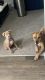 Old English Terrier Puppies