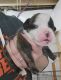 Olde English Bulldogge Puppies for sale in Genoa, IL 60135, USA. price: $1,800