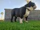 Olde English Bulldogge Puppies for sale in Peoria, AZ, USA. price: $2,500