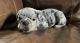 Olde English Bulldogge Puppies for sale in Jersey Shore, PA 17740, USA. price: $4,000